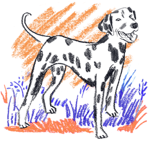 Logo Dalmatian Films