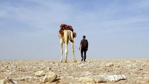 Desert Survival