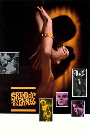 Poster Splendor in the Grass 1961