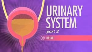 Crash Course Anatomy & Physiology Urinary System, Part 2