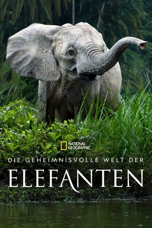 Image Die geheimnisvolle Welt der Elefanten