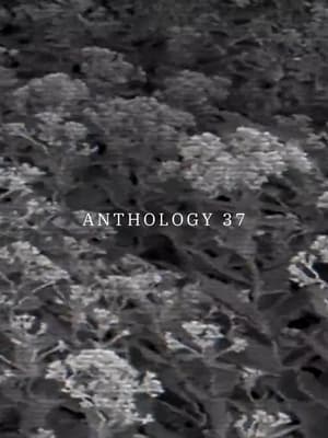 Image Anthology 37
