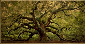Angel Oak Films Angel Oak Films