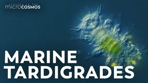 Our Tardigrades Got Stuck in a German Post Office still