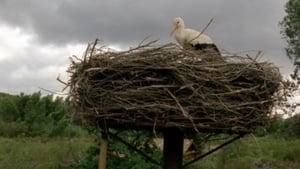 poster Flight of the Storks