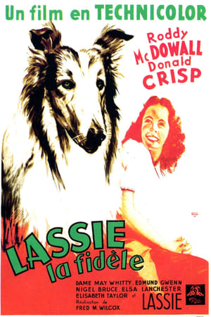 Poster Fidèle Lassie 1943