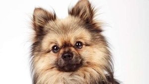 The Dog House Season 1 Episode 2