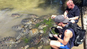 Sad rip-off instead of animal welfare: Bali and the abused turtles
