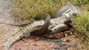 Crocodile contre serpent Le combat des géants