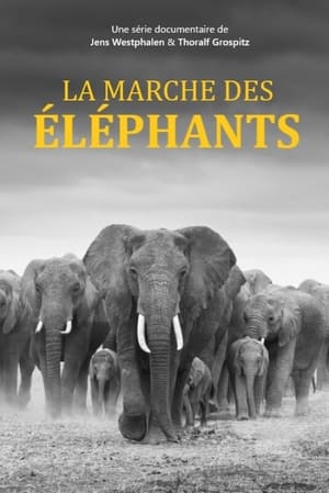 Image La marche des éléphants