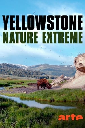 Image Yellowstone - Nature extrême