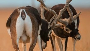 Into the Wild: India Youngsters of the Desert