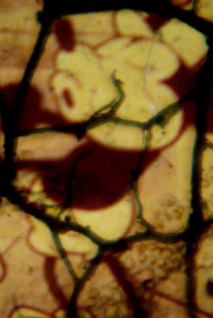 Steamboat Willie (( Pt ii ))