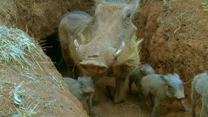 All About Animals EP18