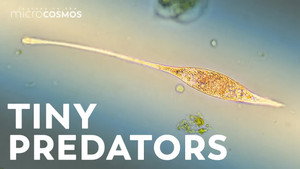 How to Survive the Microcosmos still