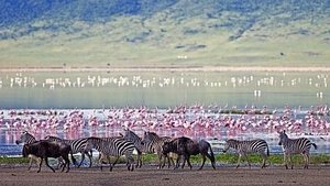 The Crater: Africa's Predator Paradise