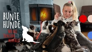Bunte Hunde – Wo die Tierliebe hinfällt S1E1