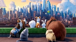 The Secret Life of Pets (2016) Dual Audio Movie Download & Watch Online [Hindi & ENG] BRRip 480P, 720P & 1080p