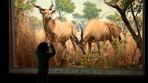 Treasures of New York Museum of Natural History
