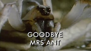 Pandora's Box Goodbye Mrs Ant