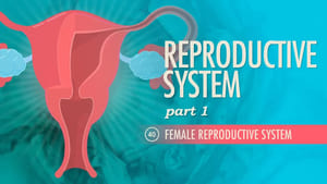 Crash Course Anatomy & Physiology Reproductive System, Part 1 - Female Reproductive System