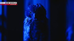 NHK WORLD PRIME: 7×24