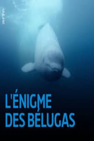 Image O Enigma das Belugas