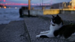 Kedi (Gatos de Estambul) (2017)