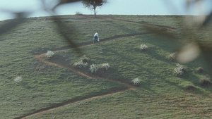 Through the Olive Trees