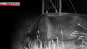 OSO18 - In Pursuit of a Deadly Bear