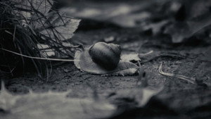 Image 4.5