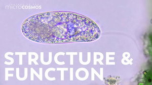 Colorless Euglenoids: Structure and Function (and Food) still