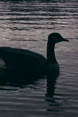 Fowl Play