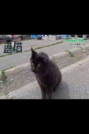 港猫～北海道の港で暮らすネコたち～