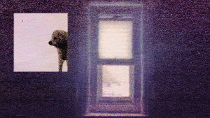 3 Lambs still 6