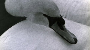 Swan