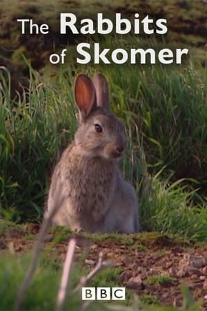 Poster The Rabbits of Skomer (2006)