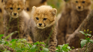 The Cheetah Cubs