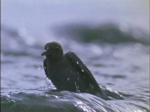 The Life of Birds Fishing for a Living