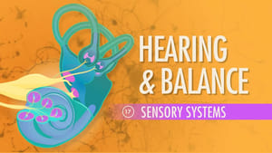 Crash Course Anatomy & Physiology Hearing & Balance