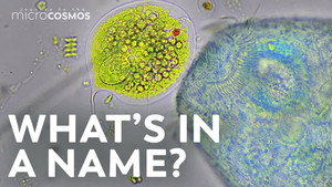 How to Name a Microbe still