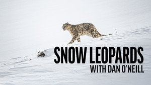 Snow Leopards with Dan O’Neill