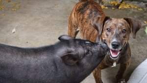 Unlikely Animal Friends A Pig and his Pooch