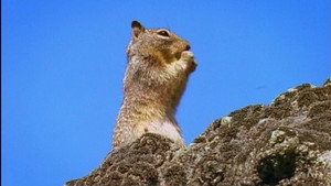 All About Animals EP16
