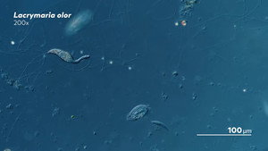 Some Microbes Also Take Naps still