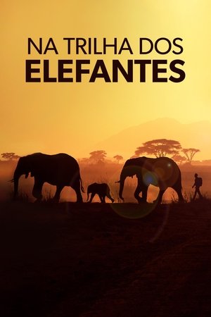 Na Trilha dos Elefantes