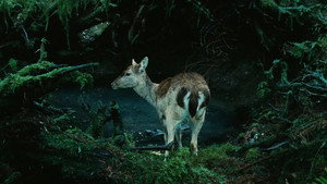 Twilight - Chapitre 1 : Fascination