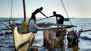 The World of the Chinese Madagascar