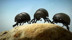 Image The Dung Beetle Battle