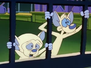 Pinky & der Brain: 3×11